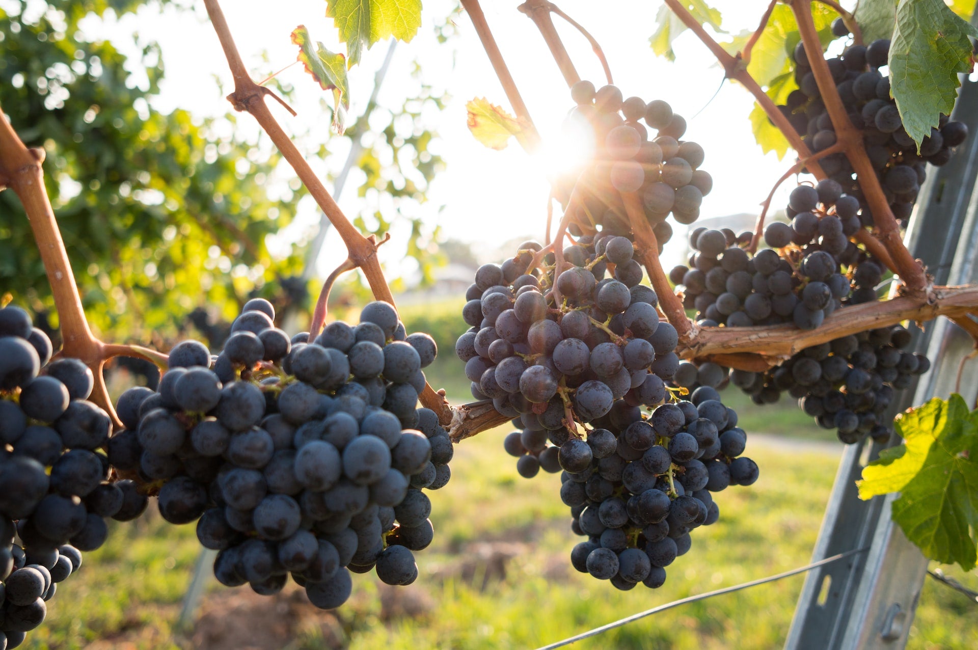 Wine Grape Varieties - What You Need to Know
